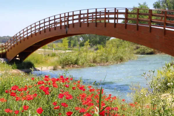Red poppies flowers meadow river wooden bridge — Stock Photo, Image