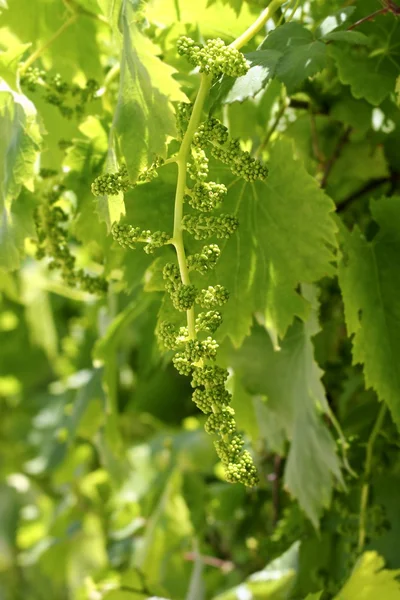 Виноградник с маленьким виноградом, растущим на побегах — стоковое фото