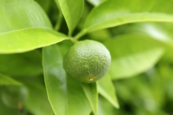 Bebê verde laranja crescendo na árvore — Fotografia de Stock