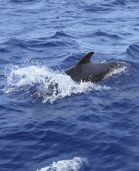 Φάλαινα πιλοτικά δωρεάν στην ανοιχτή θάλασσα μπλε Μεσογείου — Φωτογραφία Αρχείου