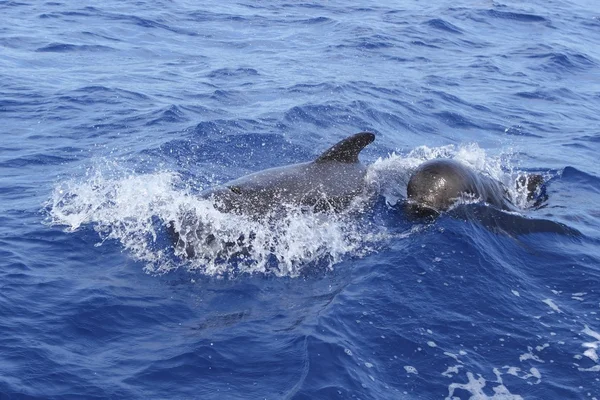 Летучие киты бесплатно с ребенком в Средиземноморье — стоковое фото