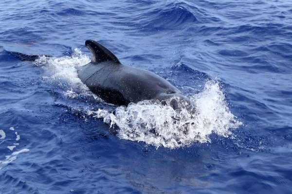 Ballena piloto libre en mar abierto azul mediterráneo — Foto de Stock