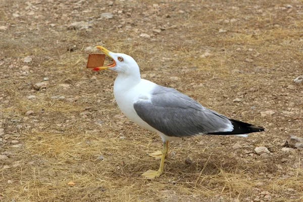 Seagull eating biscuit human trash open bill — Stock Photo, Image