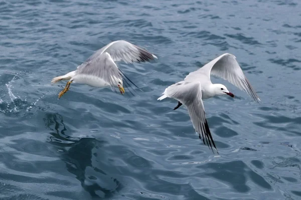 Gaivotas-do-mar activas gaivotas sobre o mar azul — Fotografia de Stock