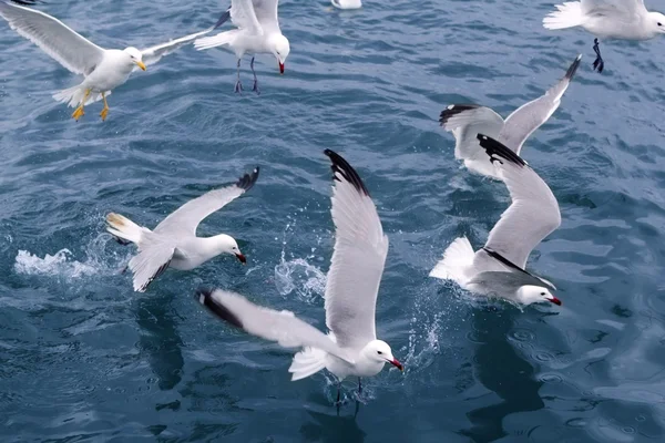 Gaivotas-do-mar activas gaivotas sobre o mar azul — Fotografia de Stock