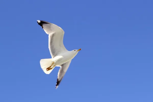 Bílý racek létání modrá obloha zespodu — Stock fotografie
