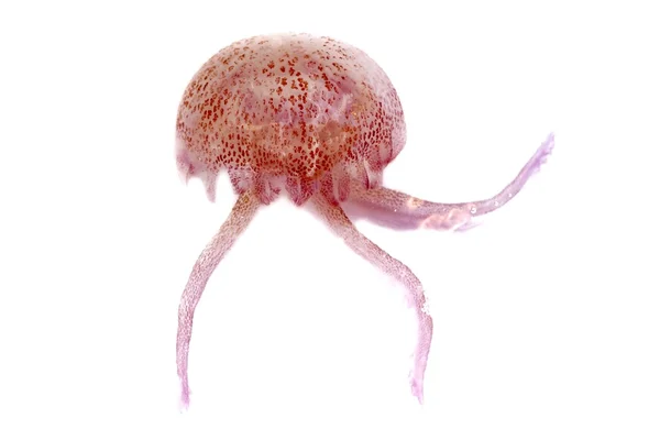 Luminiscent czerwony różowe meduzy pelagia noctiluca — Zdjęcie stockowe