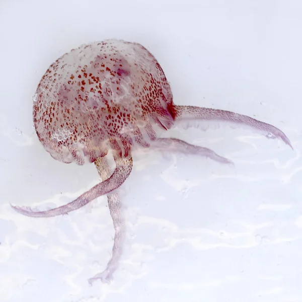 Luminiscente rojo rosa medusa pelagia noctiluca — Foto de Stock