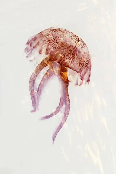 Luminiscent 赤ピンクのクラゲ ペラギア夜光虫 — ストック写真