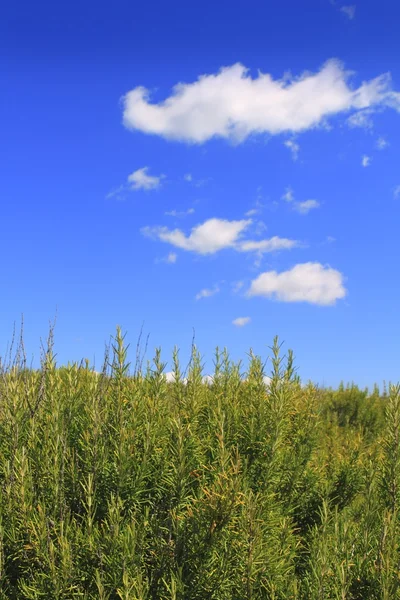 Rosmery paisagem mediterrânea céu azul — Fotografia de Stock