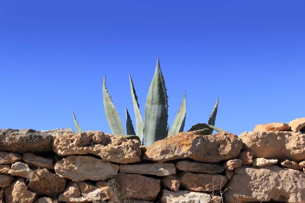 龙舌兰 pitera 地中海植物石头砌的墙 — 图库照片