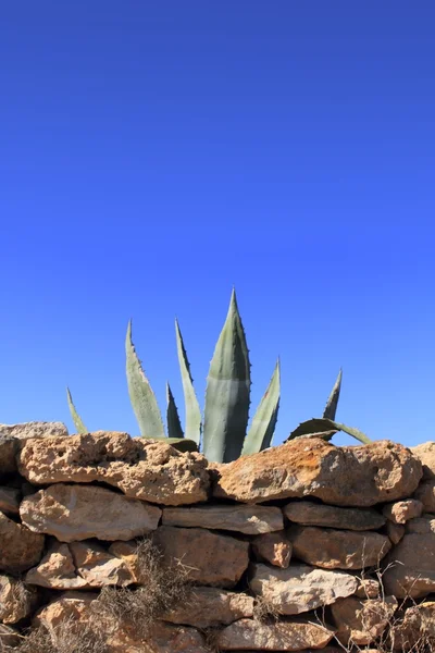 Agave pitera Mediterrâneo planta parede de pedra — Fotografia de Stock