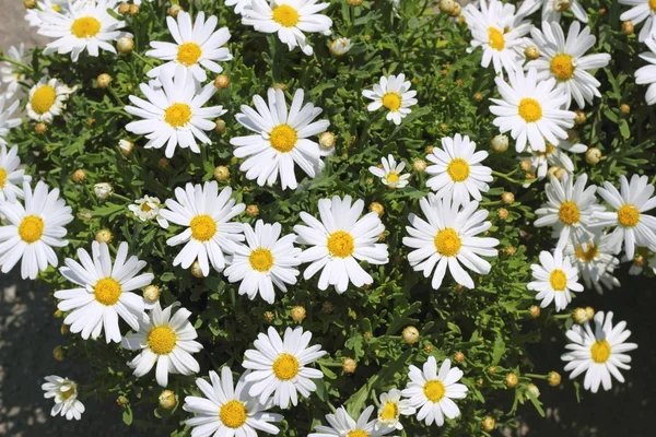Gänseblümchenblümchen im gelben weißen Garten — Stockfoto
