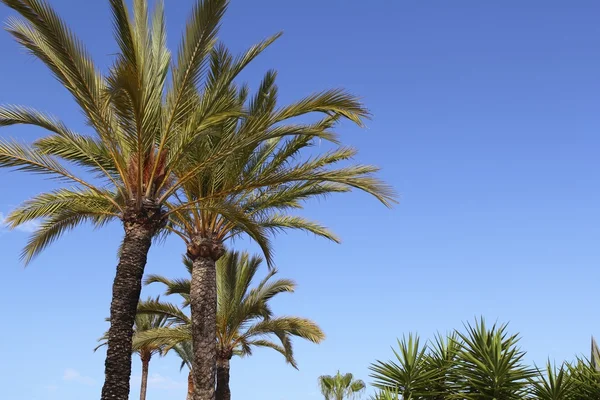 Phoenix canariensis palm trees blue sky — Stock Photo, Image