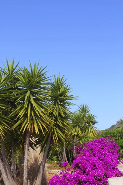 Bougainvillea roze bloemen en palm bomen tuin — Stockfoto