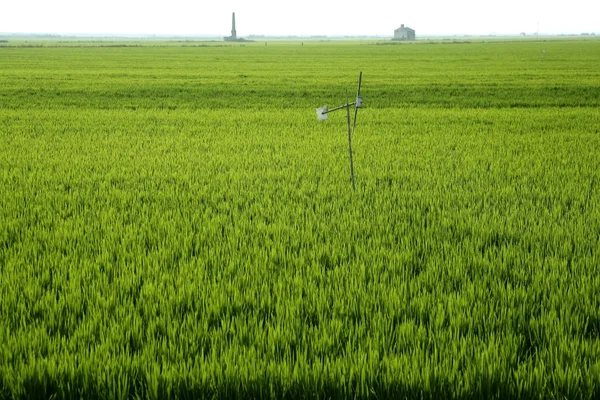 Reisfeld grüne Wiese in Spanien — Stockfoto