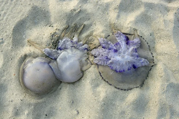 Ölü olarak sahil kumu tehlikeli denizanası — Stok fotoğraf