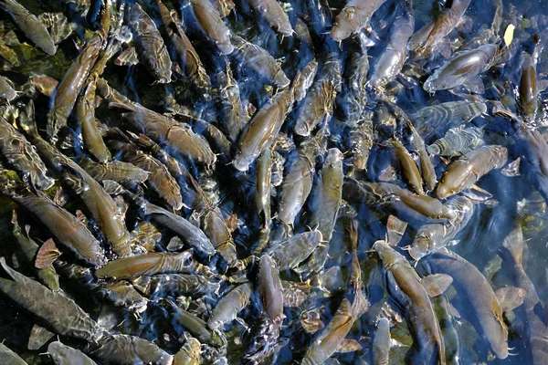 Fish crowded school Iberian Barbel Barbus bocagei — Stock Photo, Image