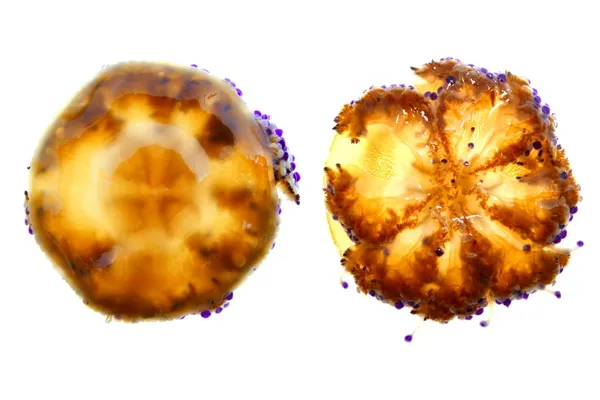 Средиземноморская медуза бурая — стоковое фото