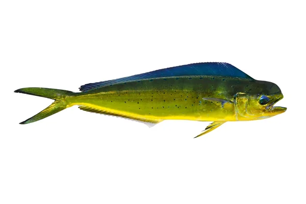 Γνωστός και ως dorado δελφίνι ψάρια λαμπούγγας σε λευκό — Φωτογραφία Αρχείου