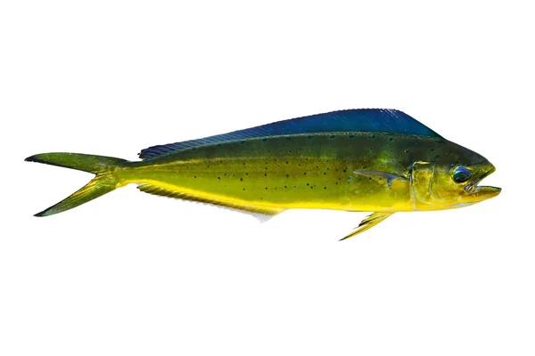 Aka dorado dolphin fisk guldmakrill på vit — Stockfoto
