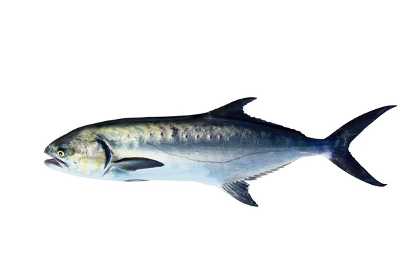 Garrick lichia amia ryb na białym tle — Zdjęcie stockowe