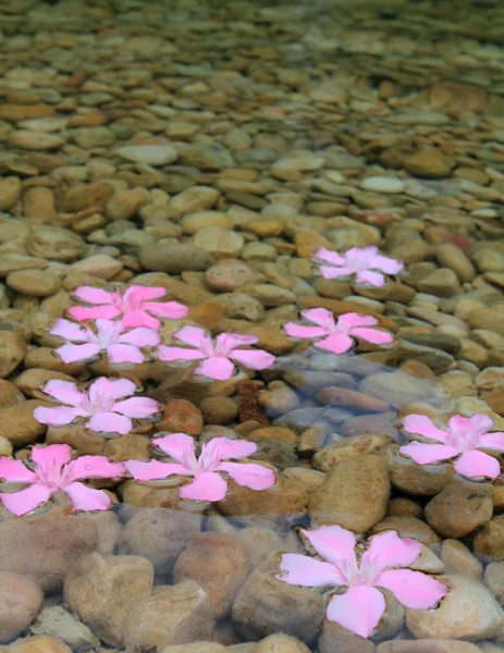 Oleander fleurs roses flottant en eau douce naturelle — Photo