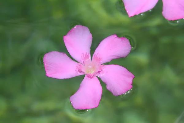 天然淡水に浮かぶピンクの夾竹桃の花 — ストック写真