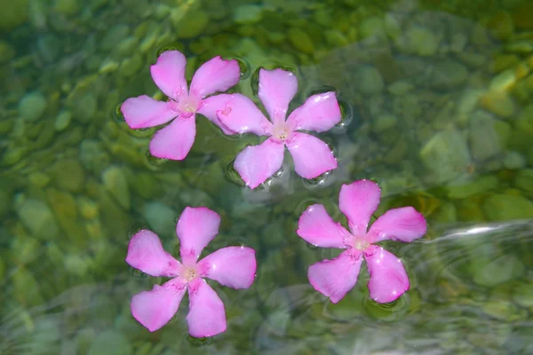 Oleander pink flowers floating in natural freshwater — Stock Photo, Image