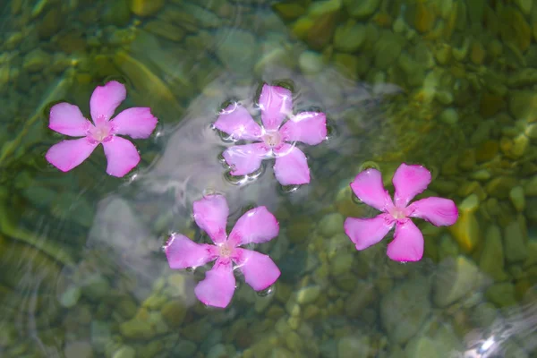 Oleandro flores rosa flutuando em água doce natural — Fotografia de Stock
