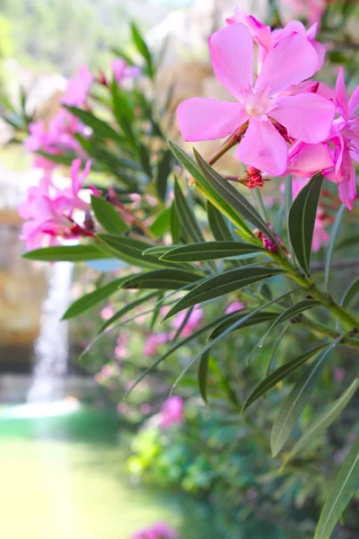 Oleandro flores rosa planta paraíso waterfal — Fotografia de Stock