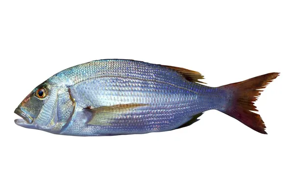 Dentex vulgaris toothed sparus snapper fish — Stock Photo, Image