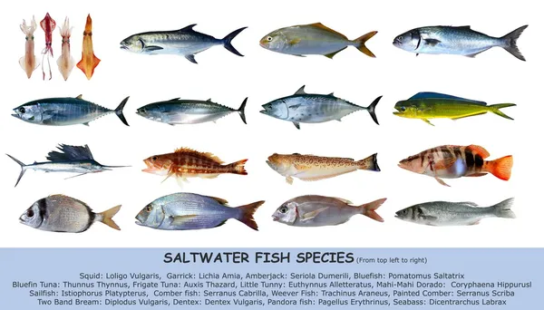 Espécies de peixes clasificação de água salgada isolada em branco — Fotografia de Stock