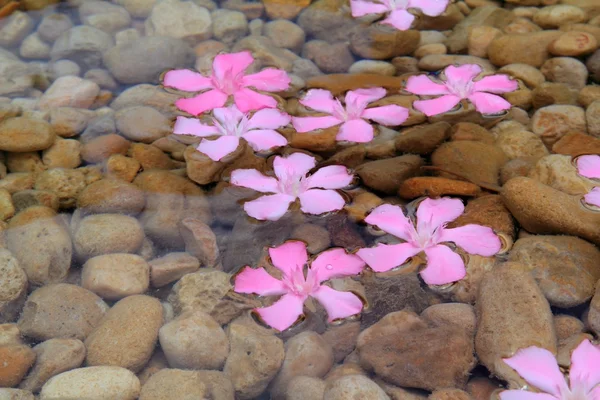 Розовые цветки олеандра плавают в естественной пресной воде — стоковое фото