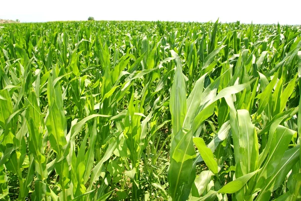 Zemědělství kukuřice rostliny polí zelené plantáž — Stock fotografie