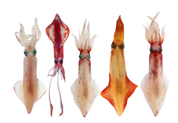 Кальмаров лолиго вульгарные в строку морепродуктов — стоковое фото
