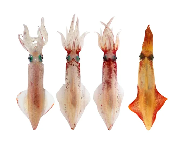 Squid Loligo vulgaris in a row seafood — Stock Photo, Image