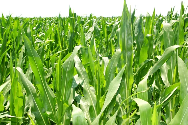 Agricultura plantas de maíz campo plantación verde — Foto de Stock