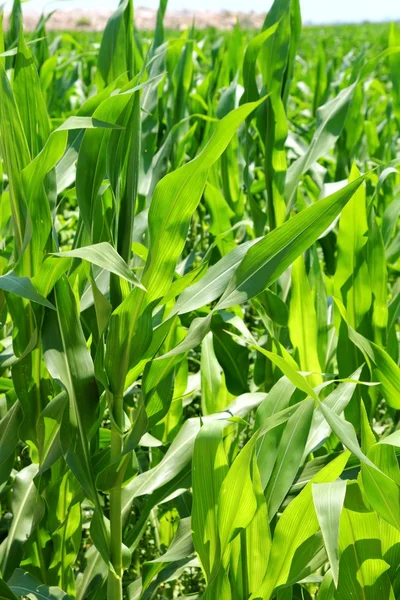 Agricultura plantas de maíz campo plantación verde — Foto de Stock