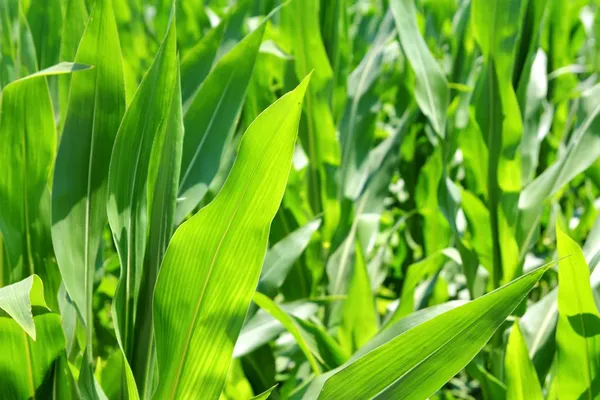 Сільське господарство Кукурудзяні рослини польові зелені плантації — стокове фото