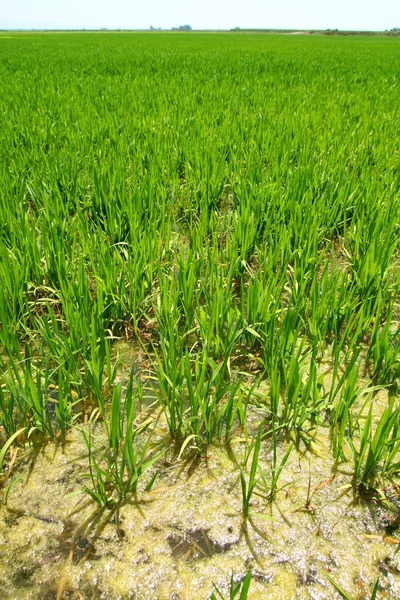 Agricultura campo de arroz perspectiva na espanha Valencia — Fotografia de Stock