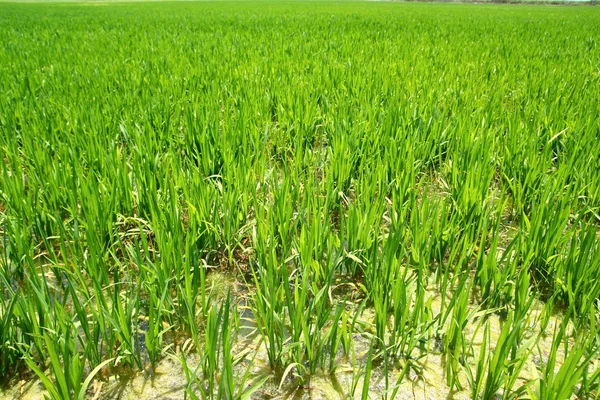 Jordbruk ris fält perspektiv i Spanien valencia — Stockfoto