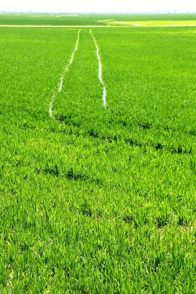 农业水稻外地的观点在西班牙瓦伦西亚 — 图库照片