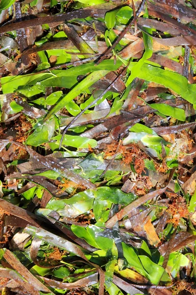 Algae seaweed posidonia oceanica dried and green — Stock Photo, Image