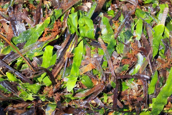 해 조류 해 초 posidonia oceanica 말리 고 녹색 — 스톡 사진