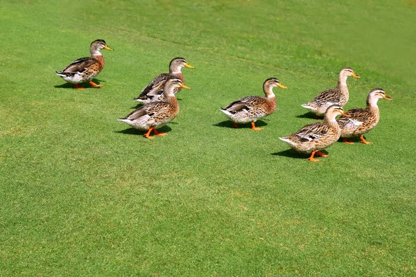 Troupeau de canards marchant dans l'herbe verte du jardin — Photo