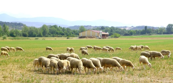 Owca stado wypas łąka w pole trawa — Zdjęcie stockowe