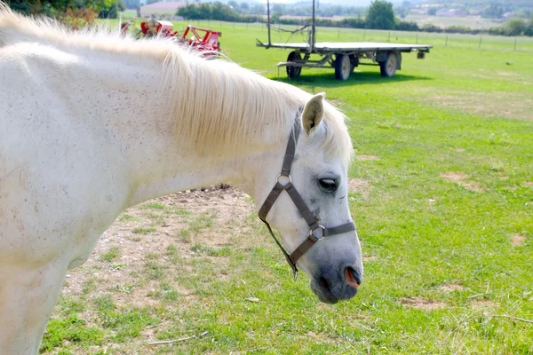 Beyaz at rpofile portre açık çayır — Stok fotoğraf