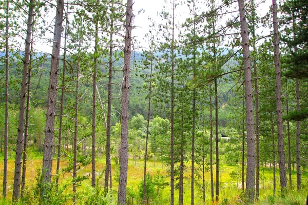Borovice lesní stromy krajinné pozadí řádku — Stock fotografie