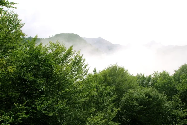 Neblig Berge Wald Nebel Landschaften Natur — Stockfoto